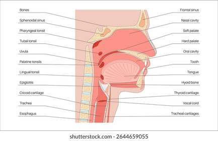 Upper respiratory tract anatomical poster. Nasal and oral cavities. Pharynx, nasopharynx, oropharynx and laryngopharynx. Larynx, sinuses, and trachea entry. Sagittal section medical vector diagram.