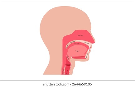 Upper respiratory tract anatomical poster. Nasal and oral cavities. Pharynx, nasopharynx, oropharynx and laryngopharynx. Larynx, sinuses, and trachea entry. Sagittal section medical vector diagram.
