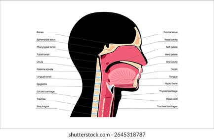 Upper respiratory tract anatomical poster. Nasal and oral cavities. Pharynx, nasopharynx, oropharynx and laryngopharynx. Larynx, sinuses, and trachea entry. Sagittal section medical vector diagram.