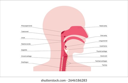 Upper respiratory tract anatomical poster. Nasal and oral cavities. Pharynx, nasopharynx, oropharynx and laryngopharynx. Larynx, sinuses, and trachea entry. Sagittal section medical vector diagram.