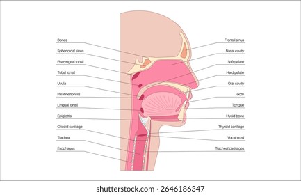 Upper respiratory tract anatomical poster. Nasal and oral cavities. Pharynx, nasopharynx, oropharynx and laryngopharynx. Larynx, sinuses, and trachea entry. Sagittal section medical vector diagram.