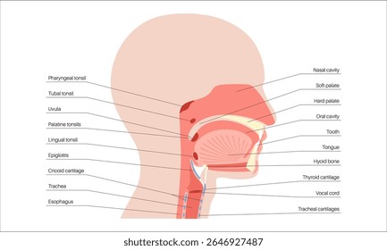 Upper respiratory tract anatomical poster. Nasal and oral cavities. Pharynx, nasopharynx, oropharynx and laryngopharynx. Larynx, sinuses, and trachea entry. Sagittal section medical vector diagram.