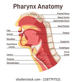 Upper respiratory tract anatomy. Pharynx cross section diagram with descriptions. Structure of the bones, muscles and tissue. Medical education poster. Flat vector illustration