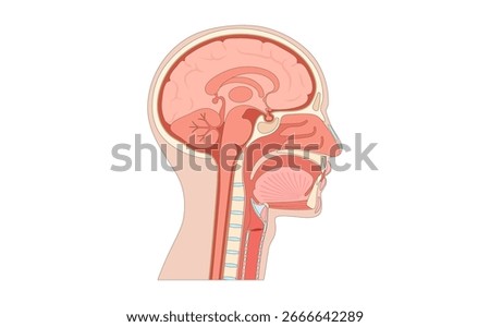 Upper respiratory tract and brain in the human body anatomical poster. Nasal and oral cavities, parts of the brain. Larynx, sinuses, esophagus and trachea entry. Sagittal section flat vector diagram