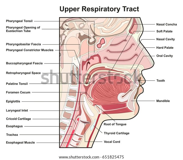 Upper Respiratory Tract Cross Section infographic\
diagram with all parts helpful for medical science education\
anatomy physiology and health\
care