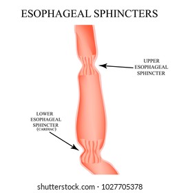 Upper sphincter of esophagus. Lower cardiac esophageal sphincter. Infographics. Vector illustration on isolated background.