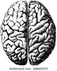 The Upper Surface of the Cerebrum Showing its division into two hemispheres and also of the convolutions, vintage line drawing or engraving illustration.