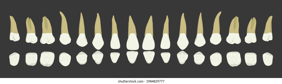 Upper Teeth Anatomy Chart Dental Vector Medical Dentist Realistic Set White Tooth Illustrations Artwork 