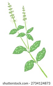 Upright Basil Herb Stem Illustration