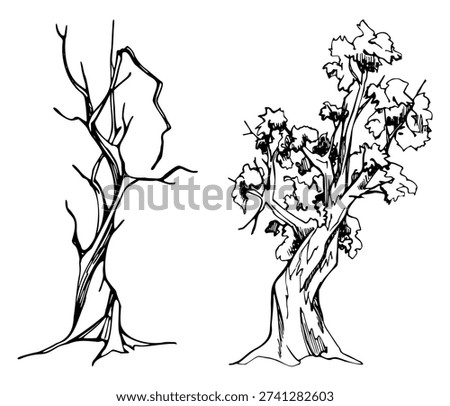 Upright tree with twisted trunk, simple branching, bare and with leafy clustered foliage. Single object vector illustration hand drawn in ink for botanical posters, countryside artwork, rustic design.