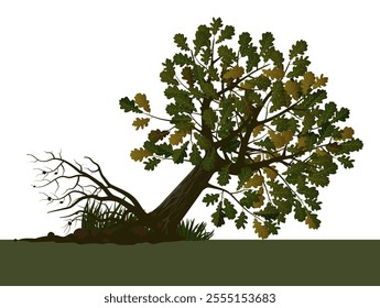 An uprooted and fallen oak tree with green and brown foliage isolated on white.  Vector illustration