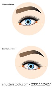 Upturned and downturned eyes. Eyes forms. Eyes types. Face geometry.