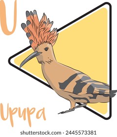 The Upupa is widespread in Europe, Asia, and Africa. The Upupa has broad and rounded wings capable of strong flight. The diet of the Upupa is mostly composed of insects. It is a solitary forager.