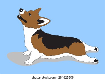 upward facing dog, yoga pose from pembroke welsh corgi dog, urdhva mukha svanasana, vector illustration design