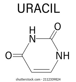 Uracil nucleobase molecule. Present in ribonucleic acid. Skeletal formula.
