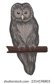Ural owl clipart in cartoon style. Realistic colored drawing of nocturnal bird wild animal. Vector illustration isolated on white background.