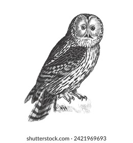 Ural owl (Strix uralensis). Doodle sketch. Vintage vector illustration.