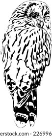 Ural owl, Strix uralensis, illustration for T-shirt, clothes, tattoo, logo.