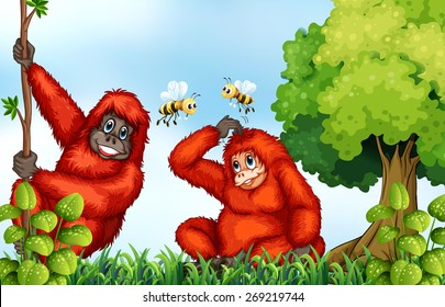 Urangutans playing with bee in the field