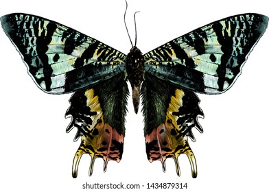 Urania Malagasy butterfly with open wings symmetrically, sketch vector graphic style color illustration on white background