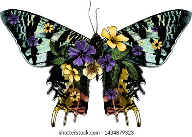 Urania Malagasy butterfly with open wings decorated with flowers and leaves symmetrically, sketch vector graphic style color illustration on white background