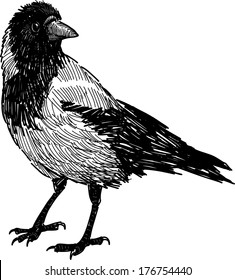 urban crow