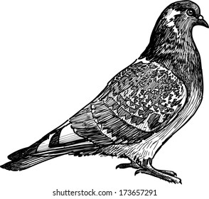 urban dove
