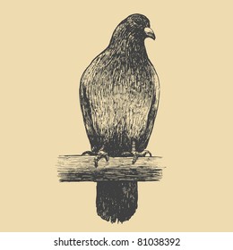 urban dove, drawing style. vector illustration