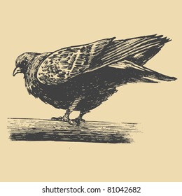 urban dove, drawing style. vector illustration