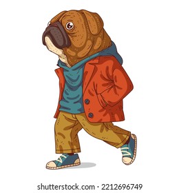 An Urban Guy, isolated vector illustration. A dressed pug person going somewhere. Animal art. A dog with a human body in a casual outfit on white background. Drawn animal sticker. A dog character