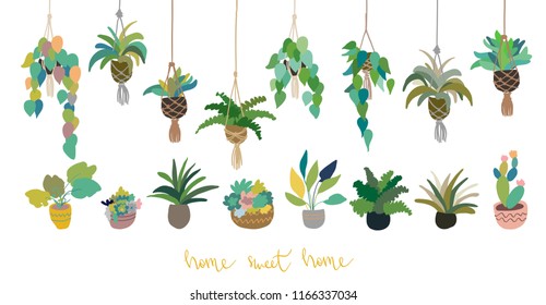 Urban interior house plants in decorative pots, macrame hanger vector illustration. Hand drawn art succulents cacti ficus tropical plants in scandinavian minimal style. Set collection isolated.