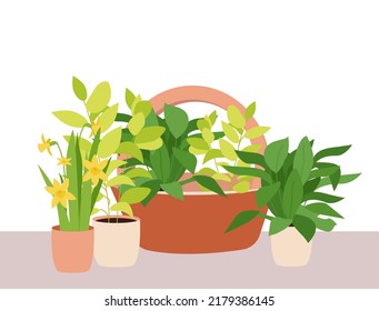 Urban jungle, trendy home decor with plants, planters, cacti, tropical leaves. Home gardening