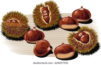 Urchin open chestnuts, with chestnuts on a white background.