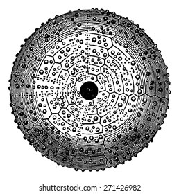 Urchins of the Jurassic period., vintage engraved illustration. Earth before man 1886.