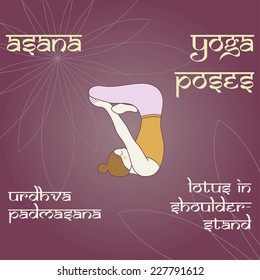 Urdhva Padmasana Lotus Shoulderstand Asana Yoga Stock Vector (Royalty ...