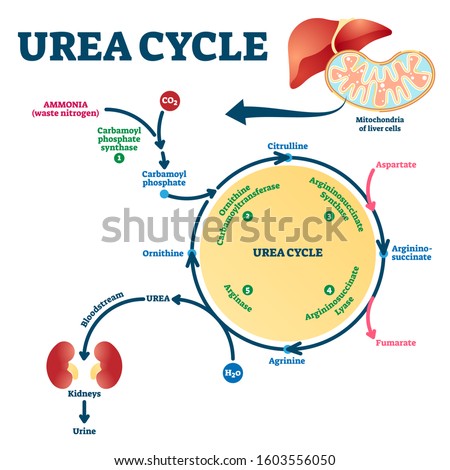 Urea cycle vector illustration. Labeled educational ornithine explanation scheme. Anatomical biochemical reactions that produces from ammonia. Diagram with detailed explanation process description. Stock photo © 