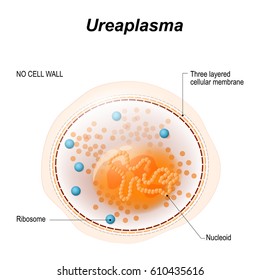 Ureaplasma. bacterium is the causative agent of sexually transmitted diseases.