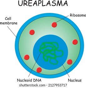 Ureaplasma Structure Medical Diagram Vector Illustration Stock Vector ...