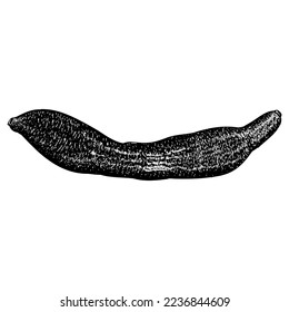 Urechis unicinctus (Penis Fish) hand drawing vector isolated on white background.