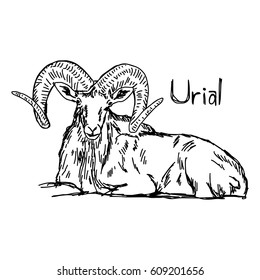 urial with beautiful horn - vector illustration sketch hand drawn with black lines, isolated on white background