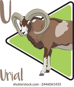 Urial males have large horns, curling outwards from the top of the head. Most urial live in open habitats and graze mainly on grass. Urial sheep are primarily diurnal. Urial sheep are polygynous.