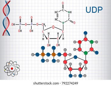 Uridine diphosphate (UDP) nucleotide molecule. Structural chemical formula and molecule model. Sheet of paper in a cage.Vector illustration