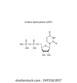 Uridine diphosphate (UDP) skeletal structure schematic illustration, Nucleoside molecule.