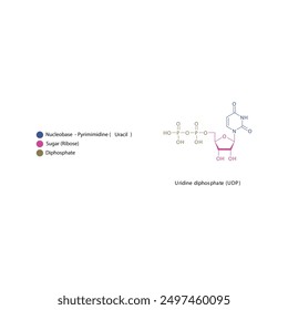 Uridine diphosphate (UDP) skeletal structure schematic illustration, Nucleoside molecule.
