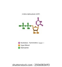 Skelettstruktur von Uridindiphosphat (UDP), schematische Darstellung, Nukleosidmolekül.