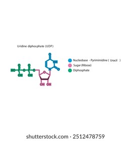 Ilustração esquemática da estrutura esquelética do difosfato de uridina (UDP), molécula de nucleósido.
