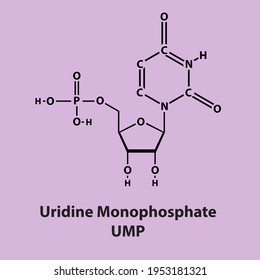 Uridine Monophospate UMP Biomolecule strcuture on color background