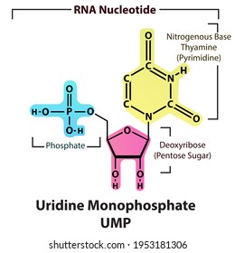 Uridine Monophospate UMP Nucleotide strcuture, building block of RNA molecule - sugar, phosphate and nitrogenous base.