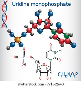 Uridine monophosphate (UMP) nucleotide molecule, monomer in RNA. Structural chemical formula and molecule model. Vector illustration