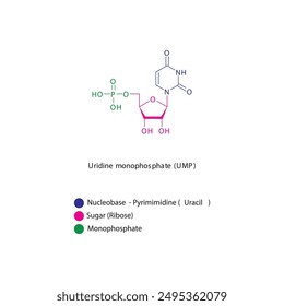 Uridine monophosphate (UMP) skeletal structure schematic illustration, Nucleotide molecule.